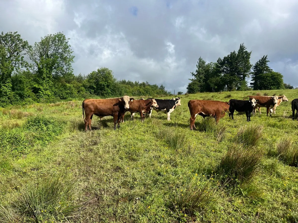 Bullock - Image 3