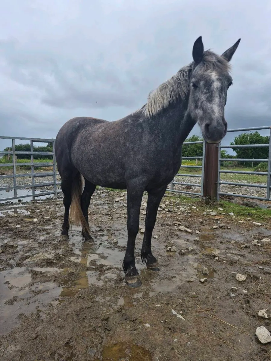 3 year old mare - Image 3