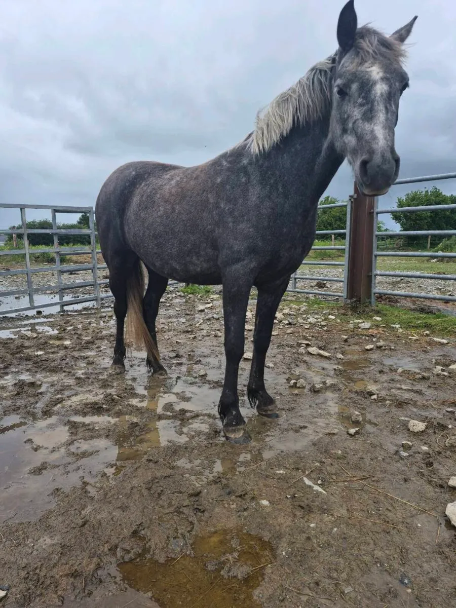 3 year old mare - Image 4