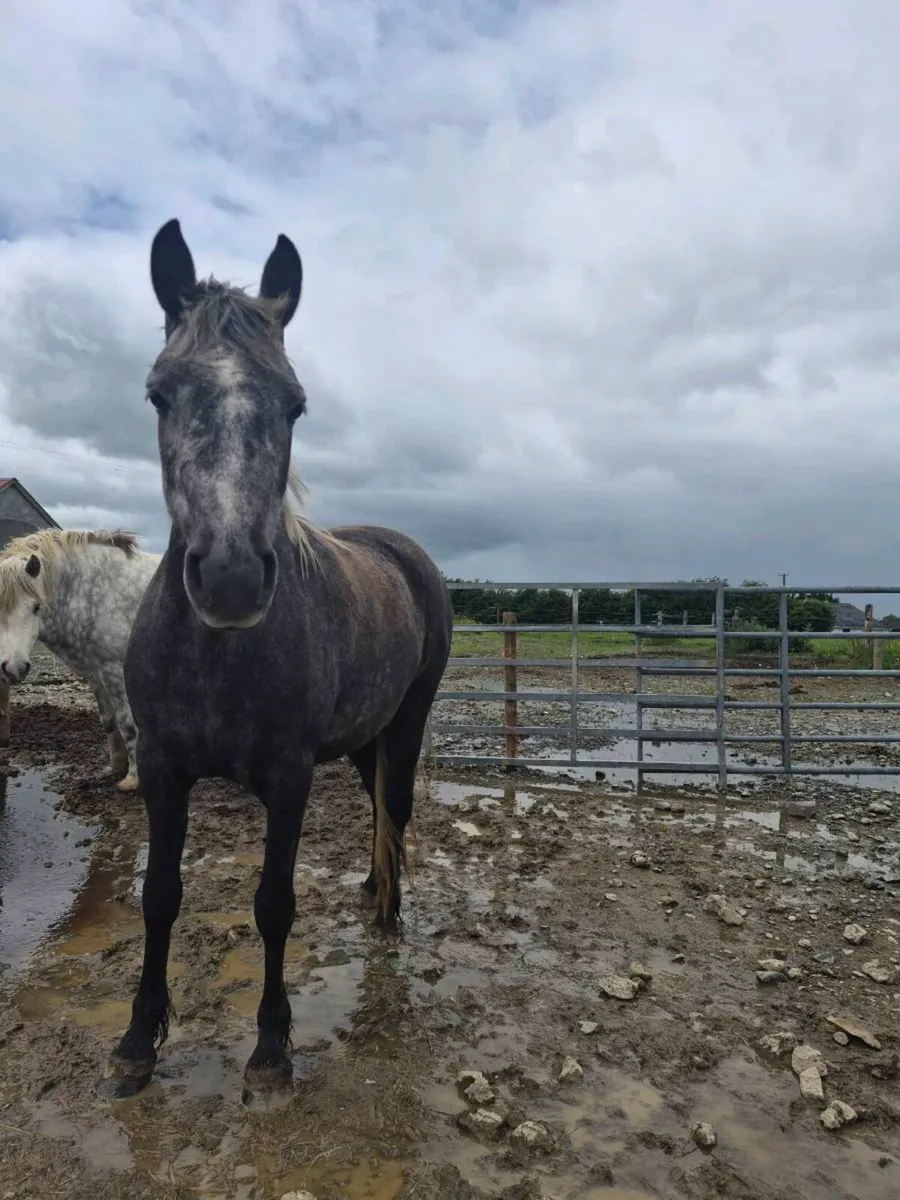 3 year old mare - Image 1