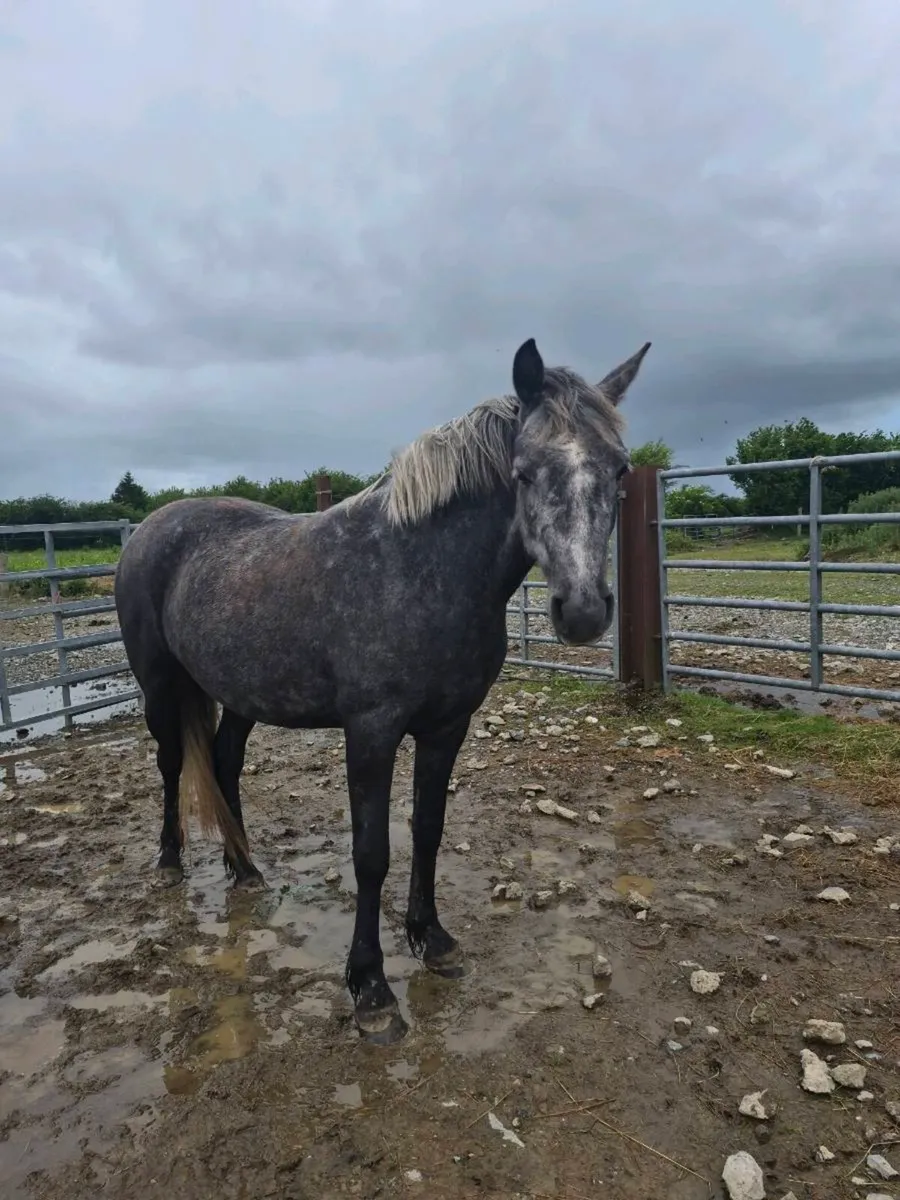 3 year old mare - Image 2