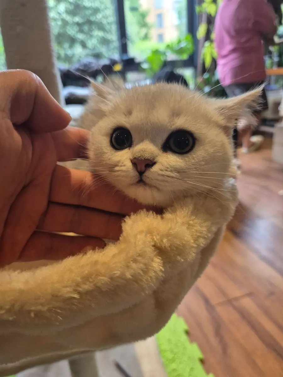 Silver British Shorthair kittens, - Image 4