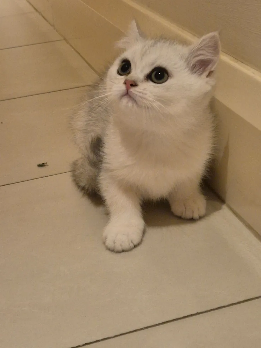 Silver British  kittens,long hair. - Image 3