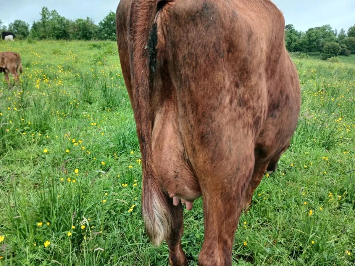 1 Red Angus first calver - Image 2