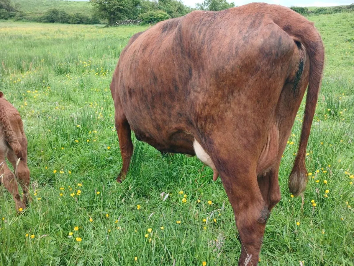 1 Red Angus first calver - Image 3