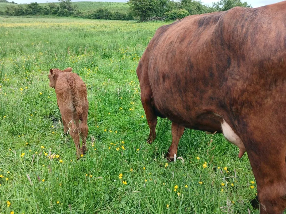 1 Red Angus first calver - Image 4