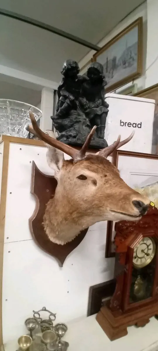 Taxidermy Stags Head
