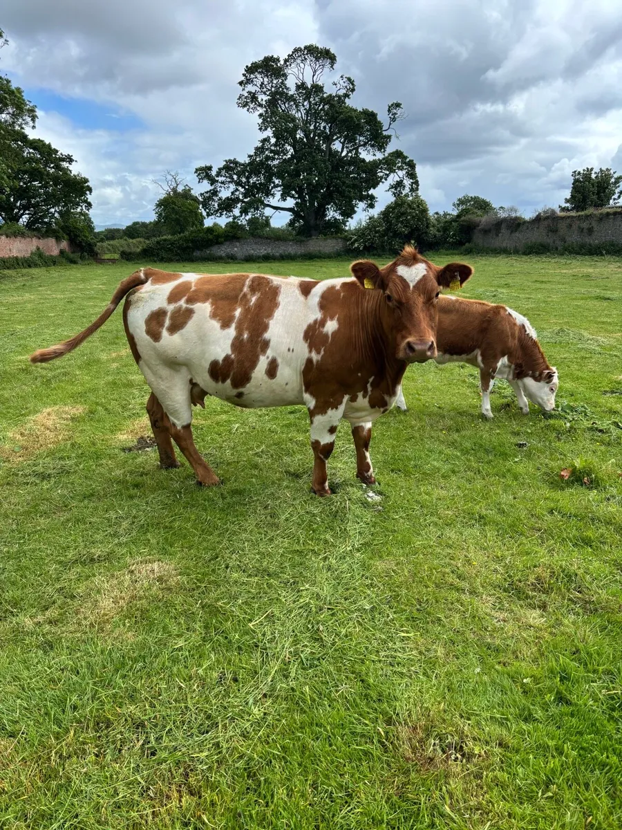 Cow and calf - Image 1