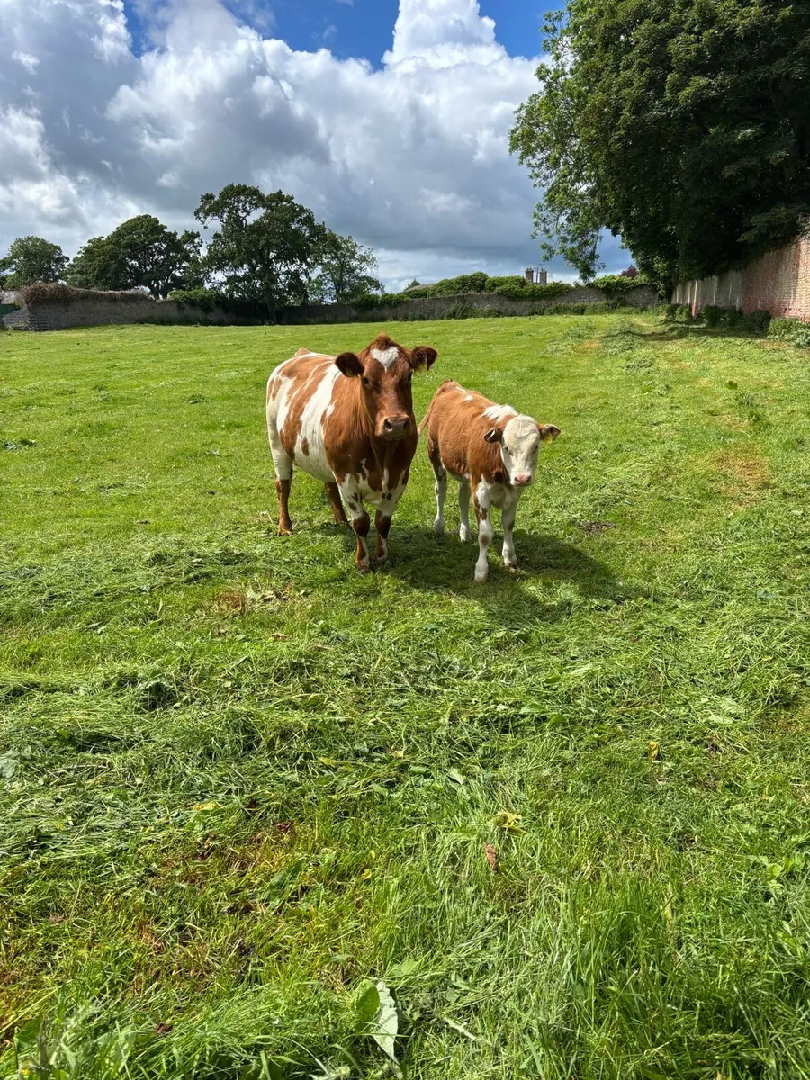 Cow and calf - Image 3