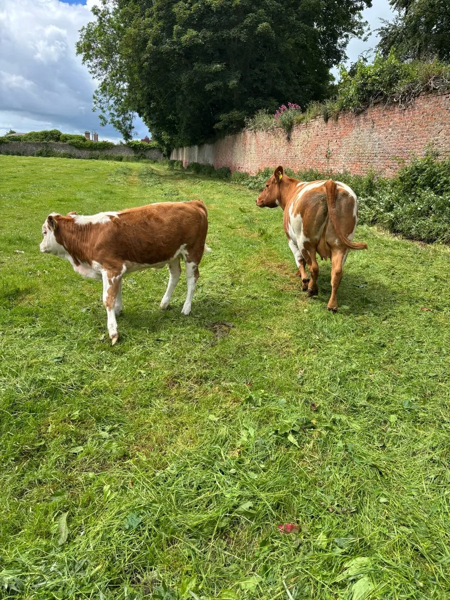Cow and calf - Image 4