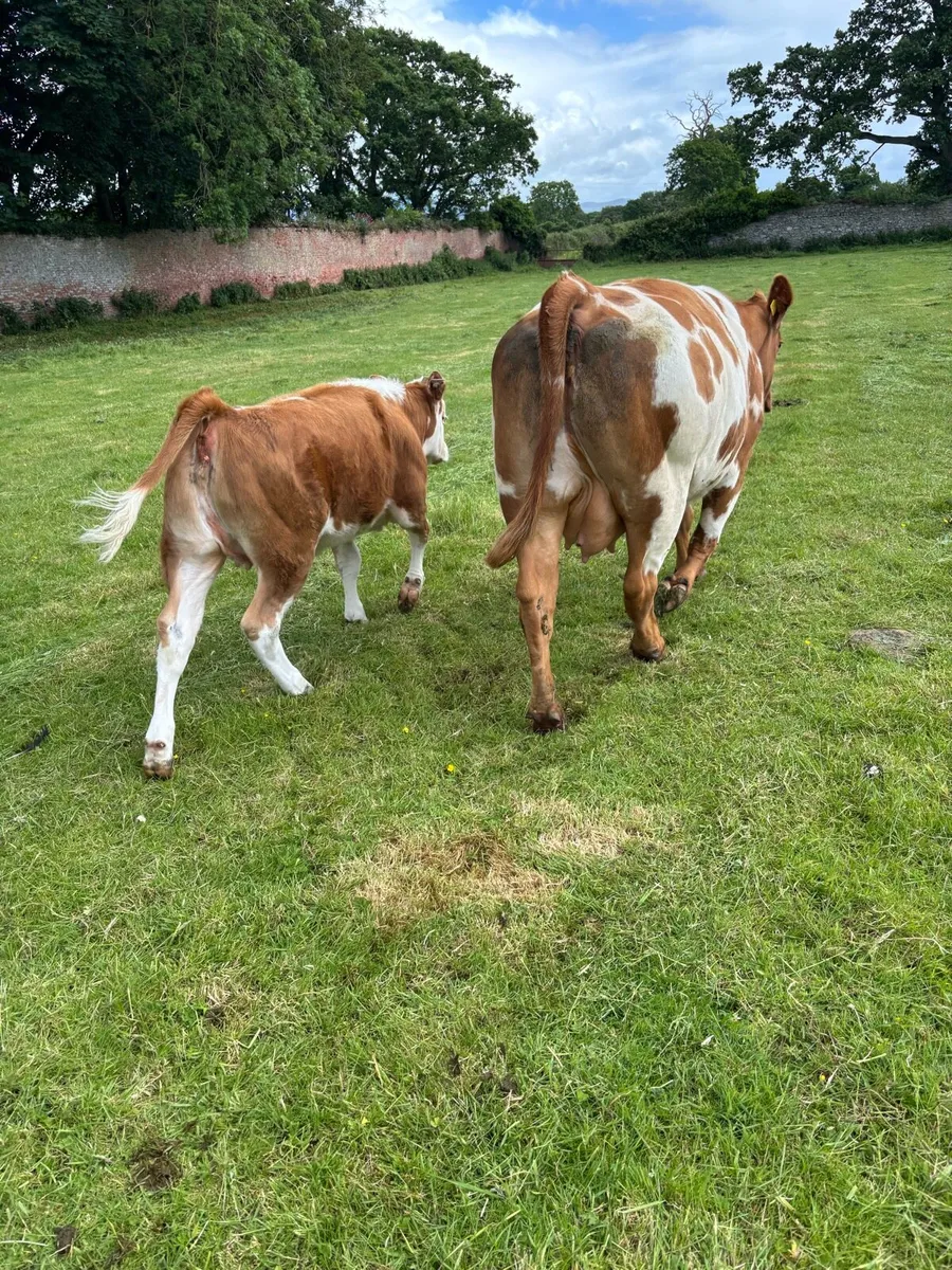 Cow and calf - Image 2