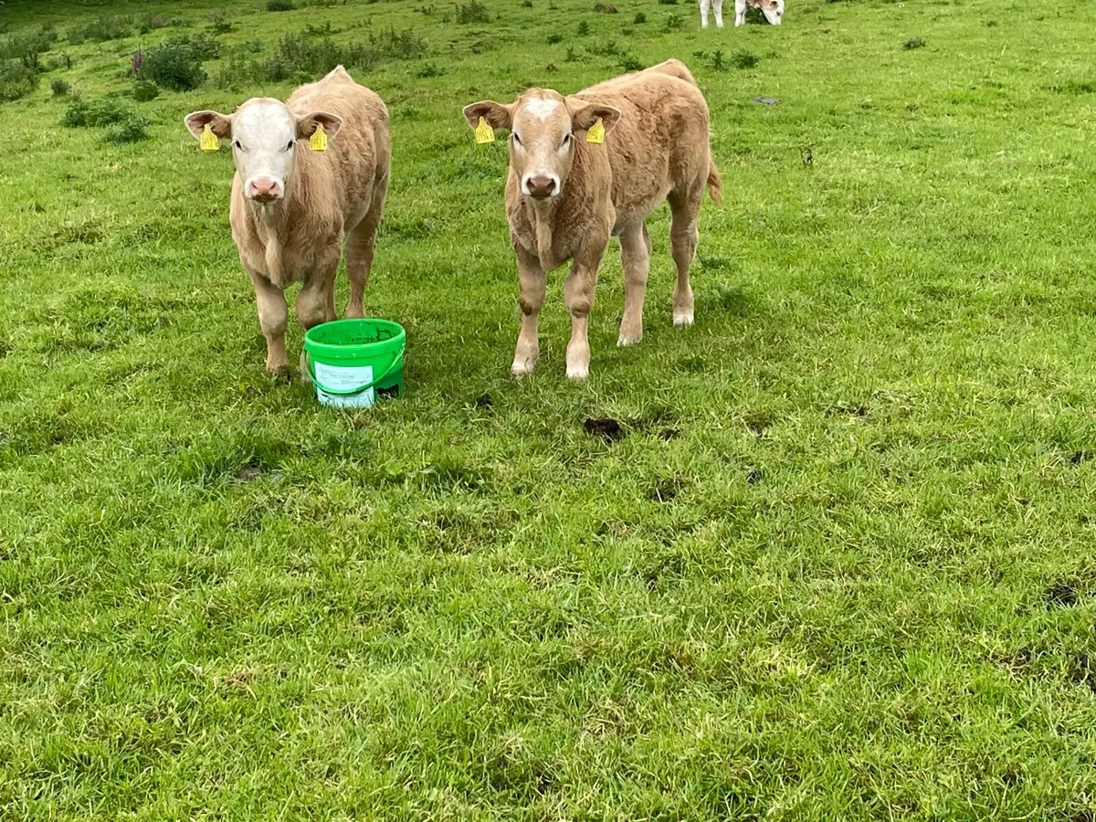 Charolais Bull - Image 2