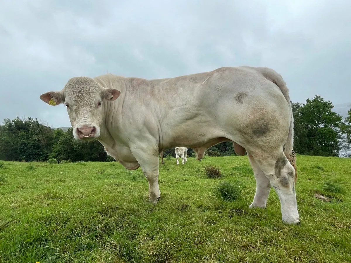 Charolais Bull - Image 1