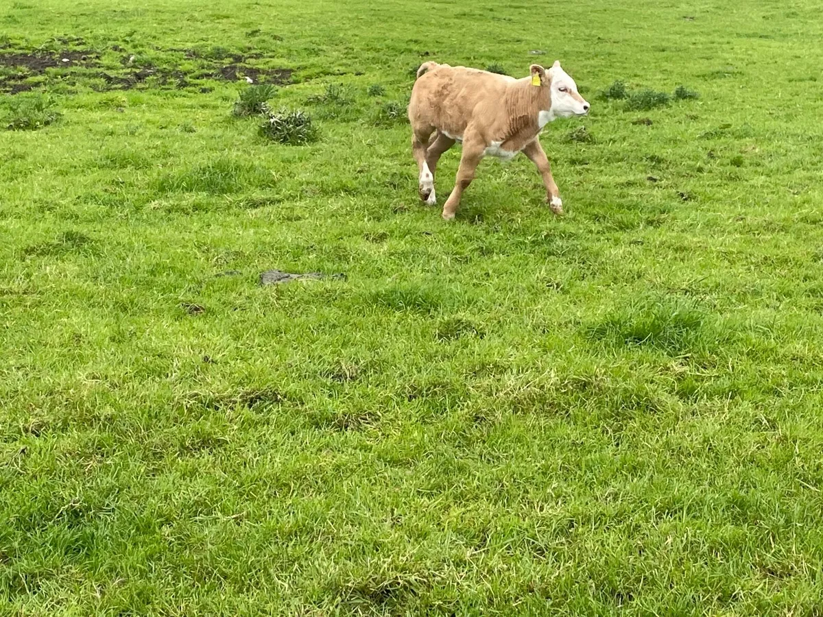 Charolais Bull - Image 3