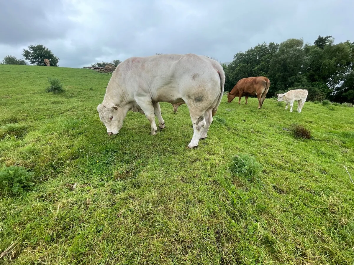 Charolais Bull - Image 4