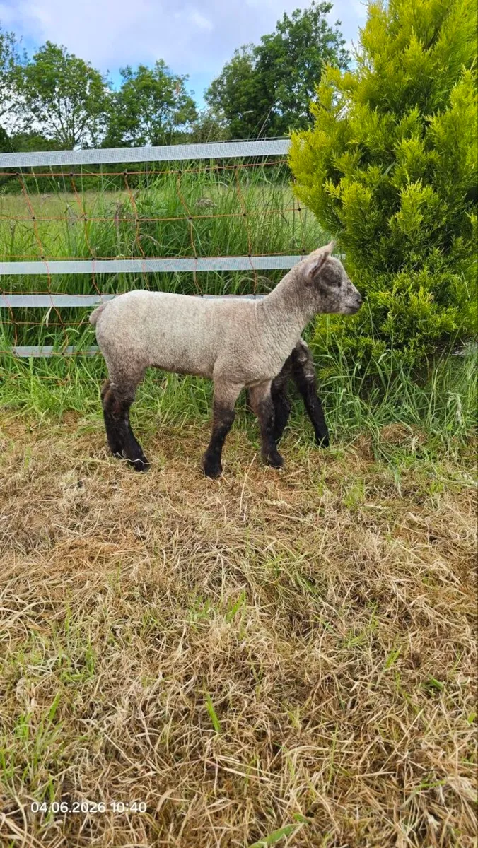 3 Friendly Pet Lambs-Must Go Together - Image 2