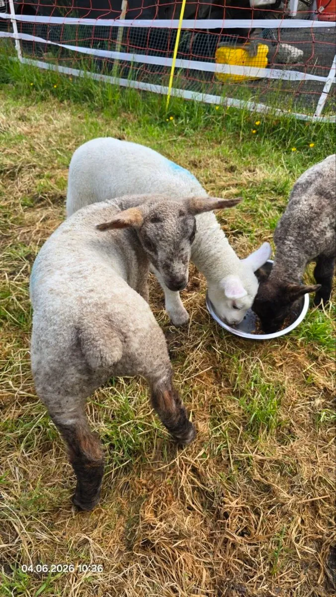 3 Friendly Pet Lambs-Must Go Together - Image 3