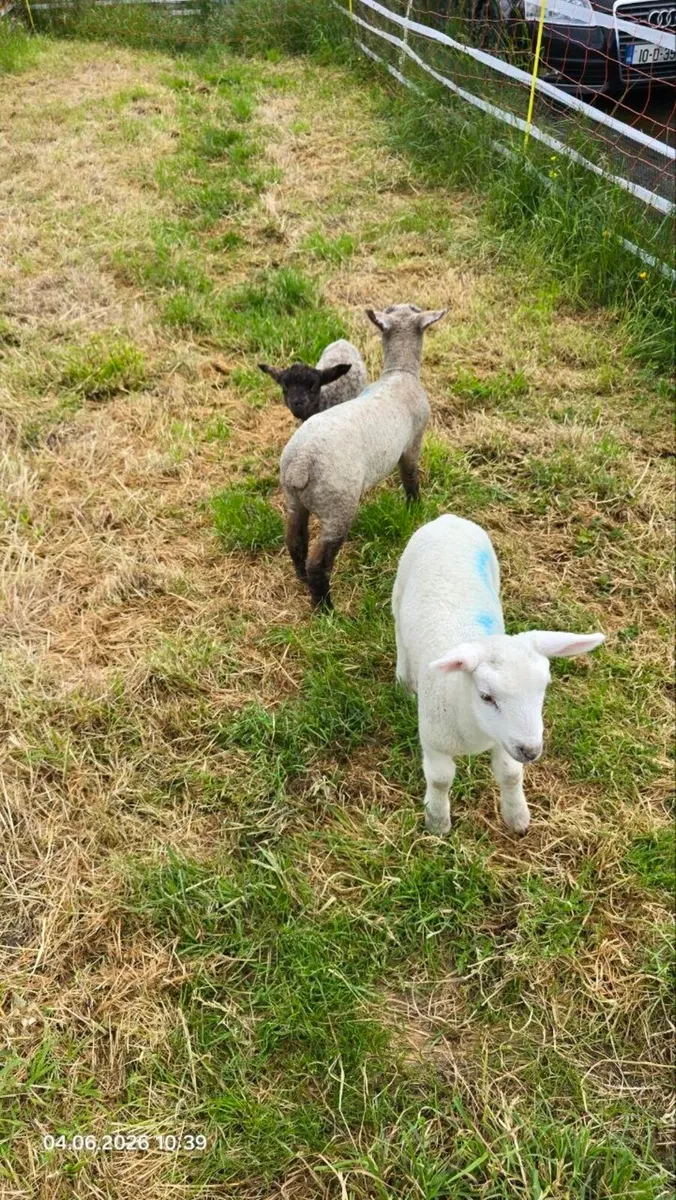 3 Friendly Pet Lambs-Must Go Together - Image 4