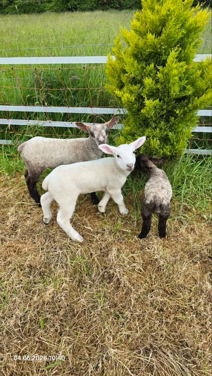 3 Friendly Pet Lambs-Must Go Together - Image 1