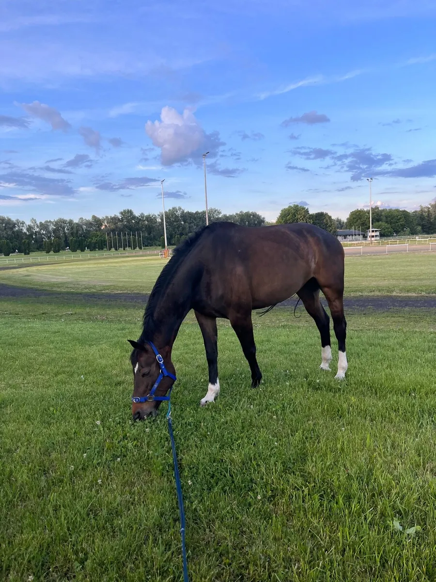 Homebred maiden broodmare - Image 2