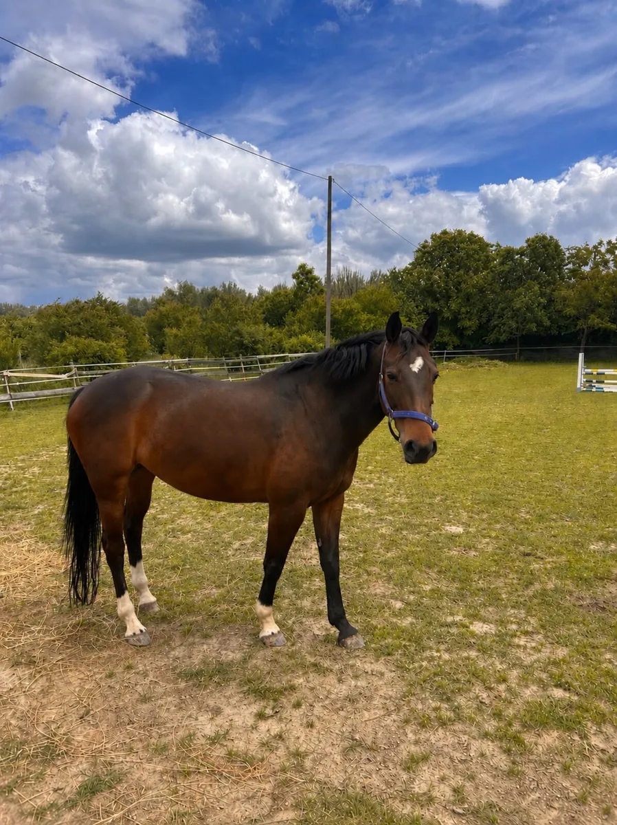 Homebred maiden broodmare - Image 3