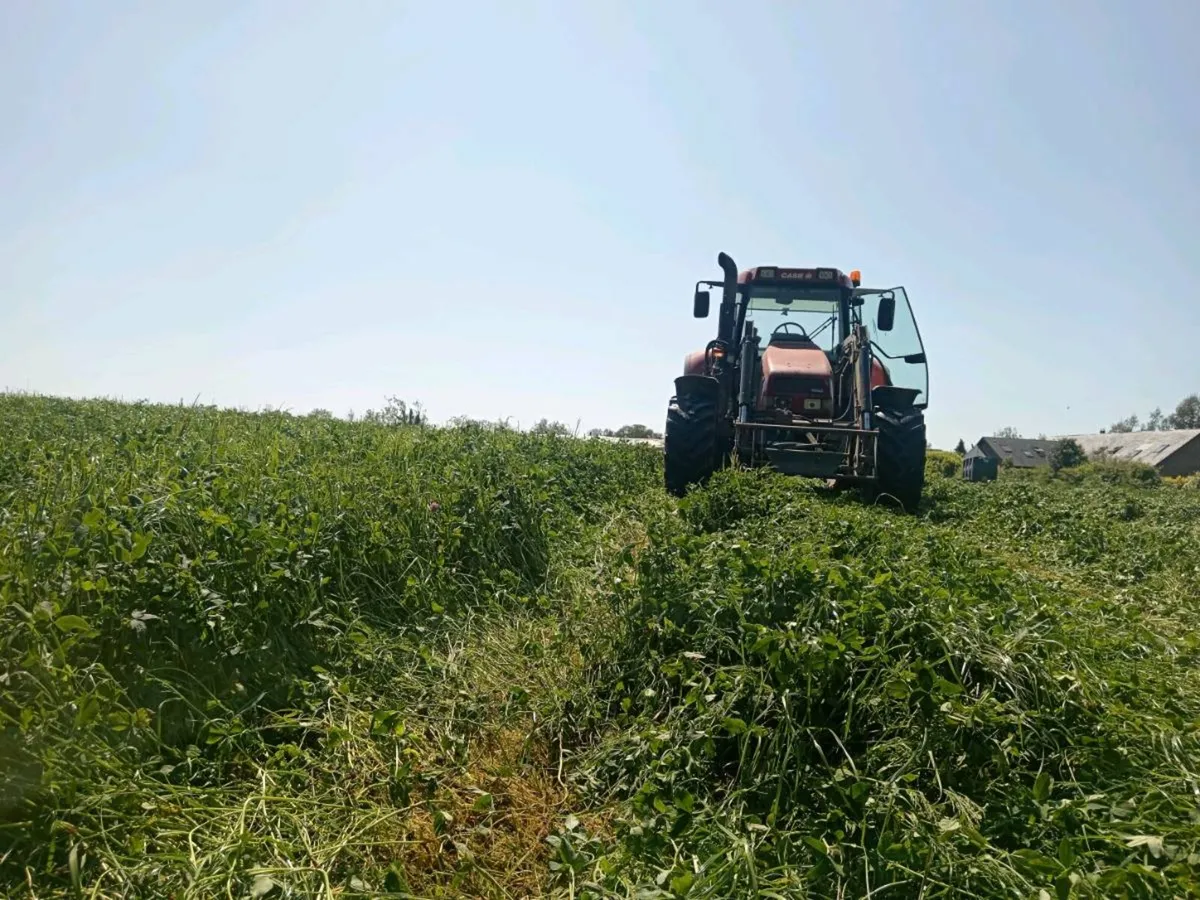 Organic Red Clover Silage