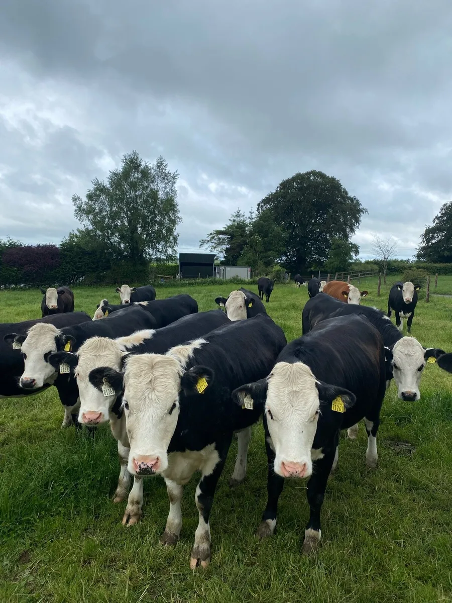 19 Hereford heifers - Image 1