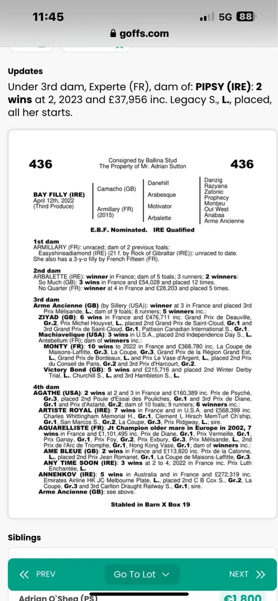 3yo Elzaam Gelding - Image 4