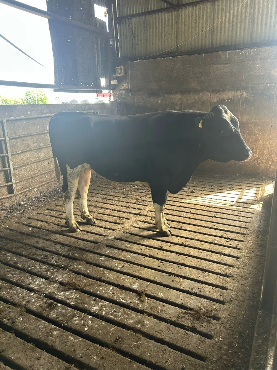 Bull