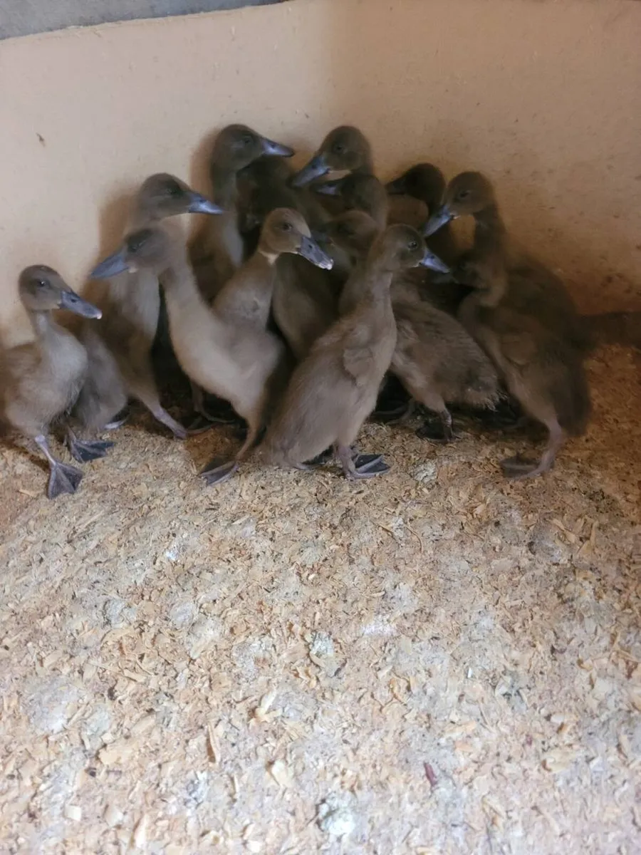 Kakie cambell ducklings - Image 2