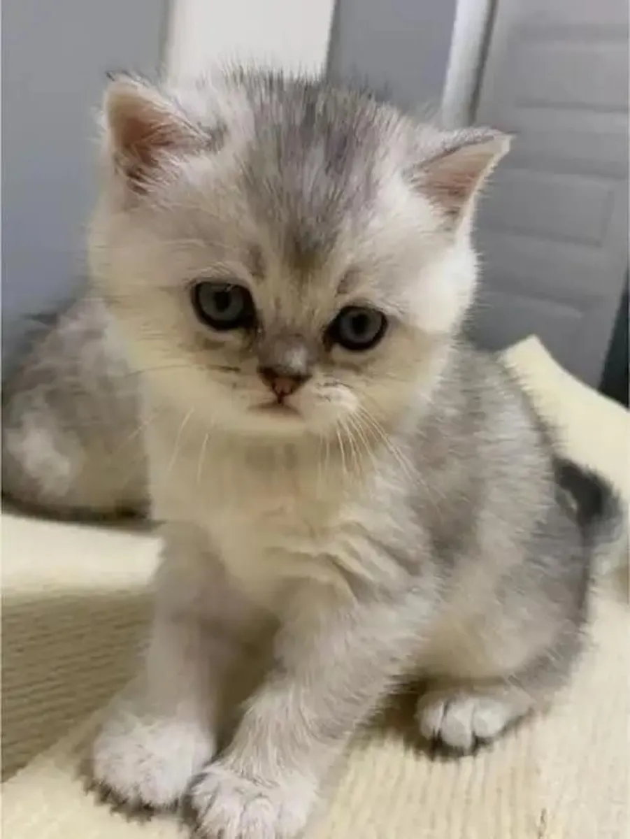 Silver British Shorthair kittens, - Image 2