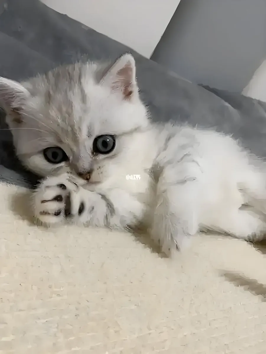 Silver British Shorthair kittens, - Image 3