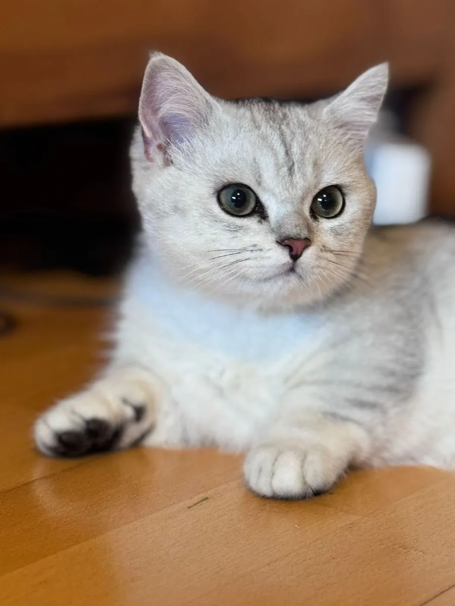 Silver British Shorthair kittens, - Image 1