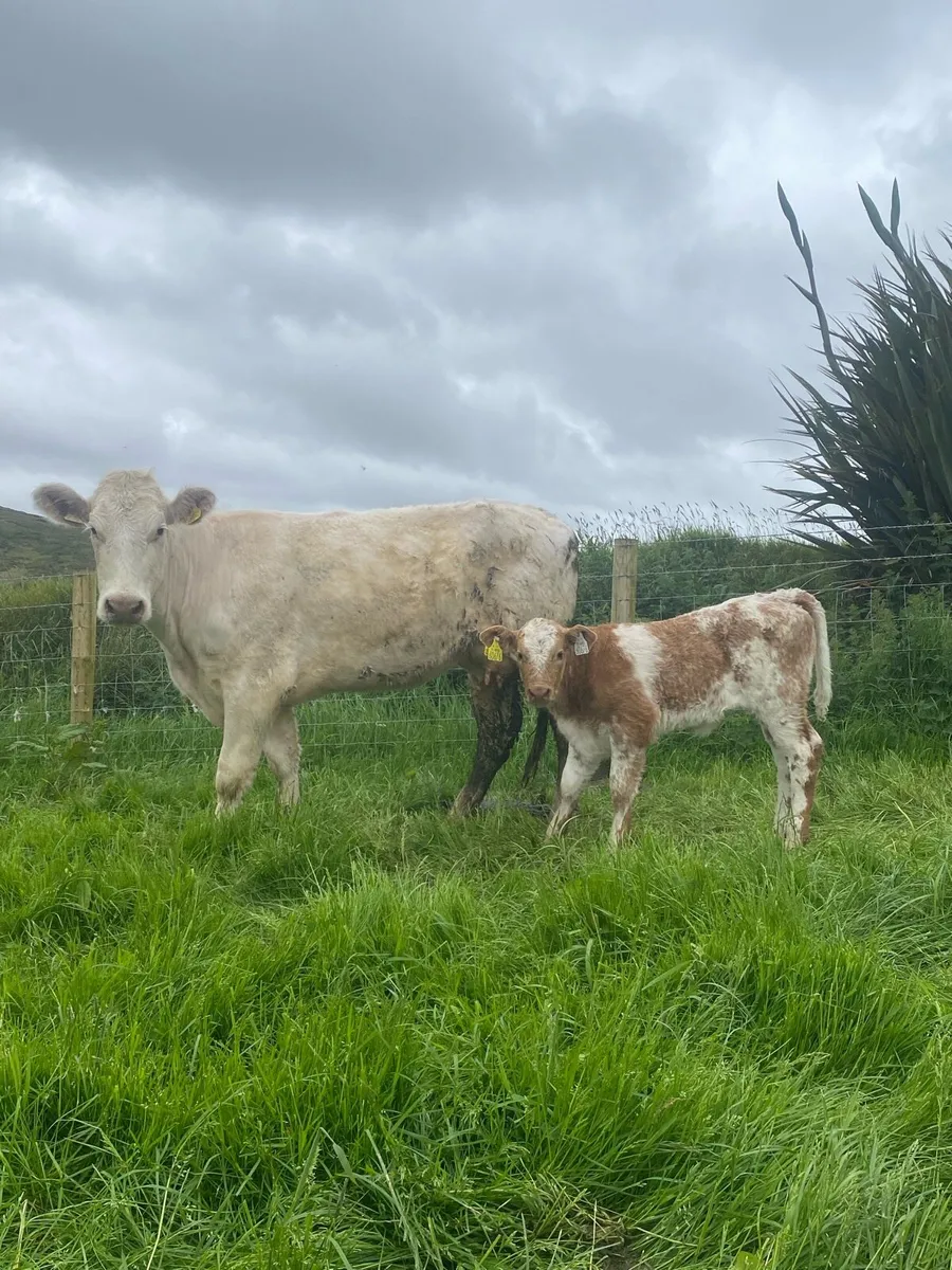 Super first calving heifer and heifer calf at foot - Image 1