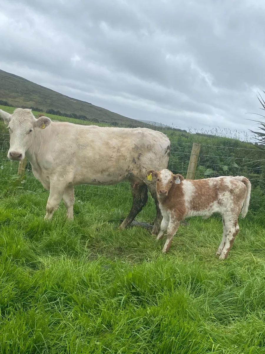 Super first calving heifer and heifer calf at foot - Image 2