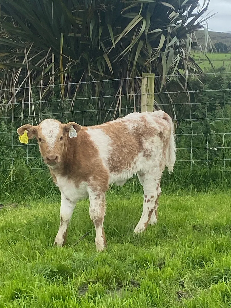 Super first calving heifer and heifer calf at foot - Image 3