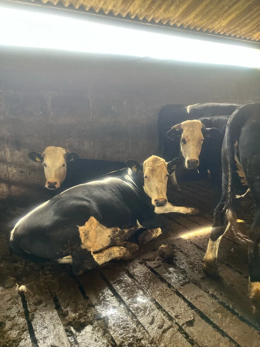 29 strong heifers - Image 2