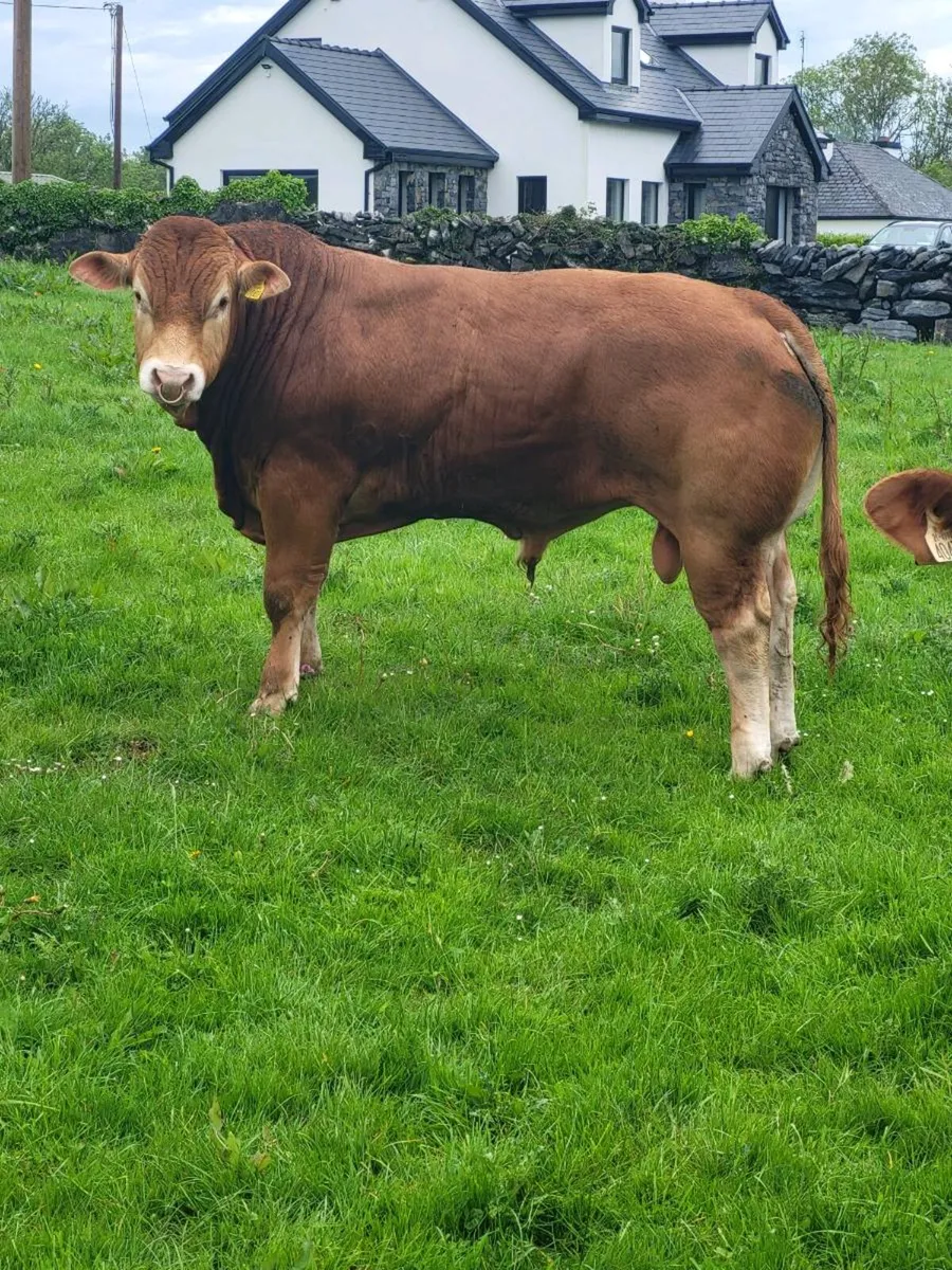 Limousin bull - Image 2