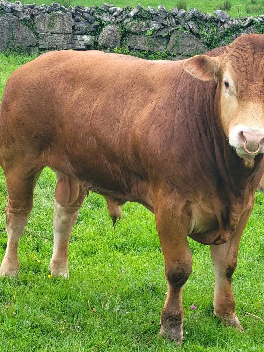 Limousin bull - Image 3