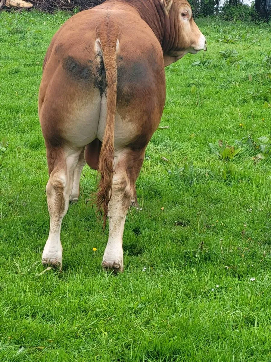Limousin bull - Image 4