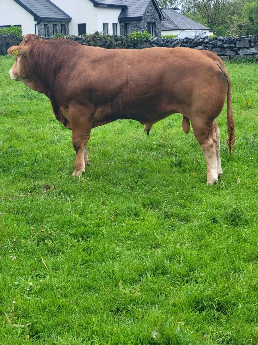 Limousin bull - Image 1