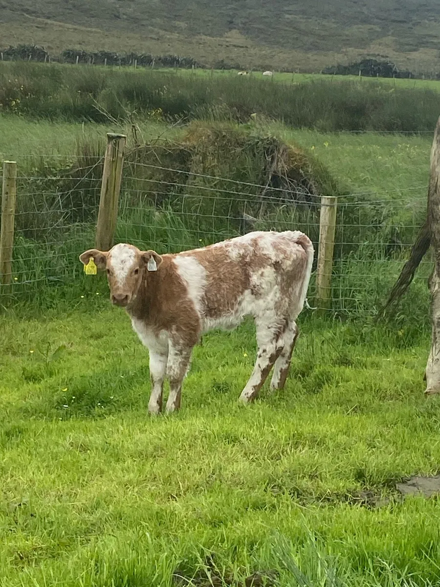 Super first calving heifer and heifer calf at foot - Image 4