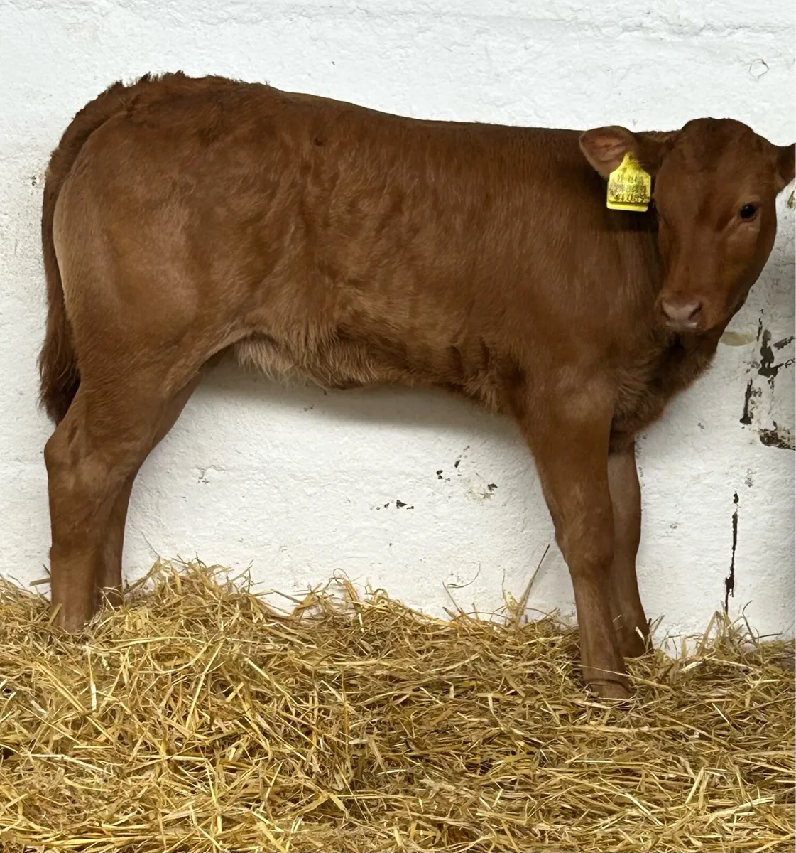 SERIOUS AI BRED CONTINENTAL HEIFER CALVES - Image 1