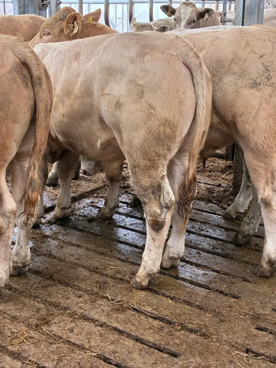 SUPER QUALITY CH BULLOCKS  380/390KG - Image 2