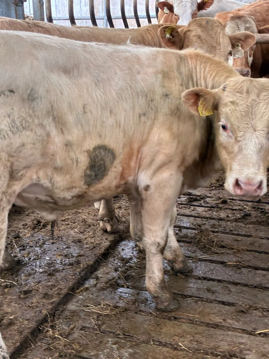 SUPER QUALITY CH BULLOCKS  380/390KG - Image 4