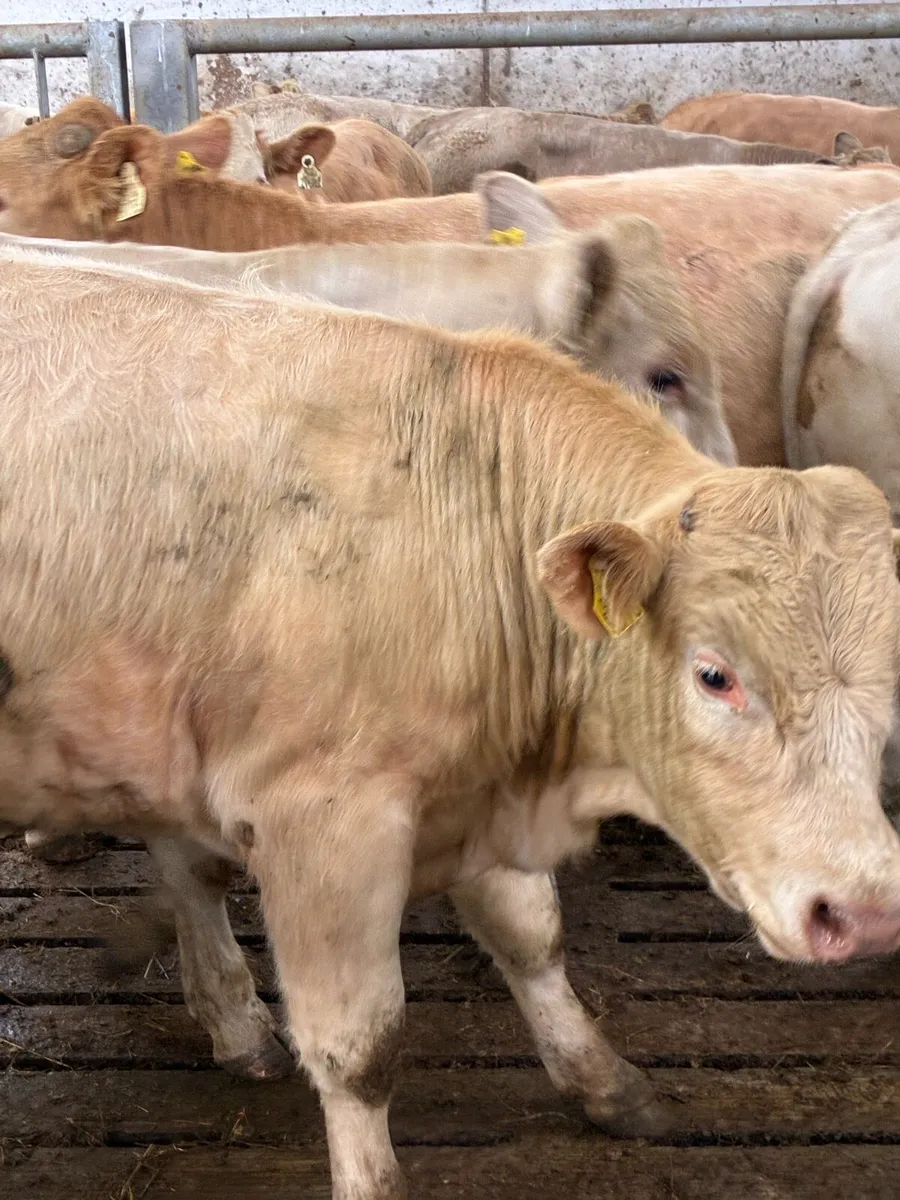 SUPER QUALITY CH BULLOCKS  380/390KG - Image 1