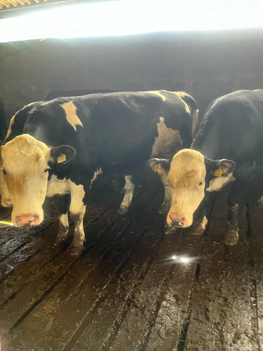 29 strong heifers - Image 3