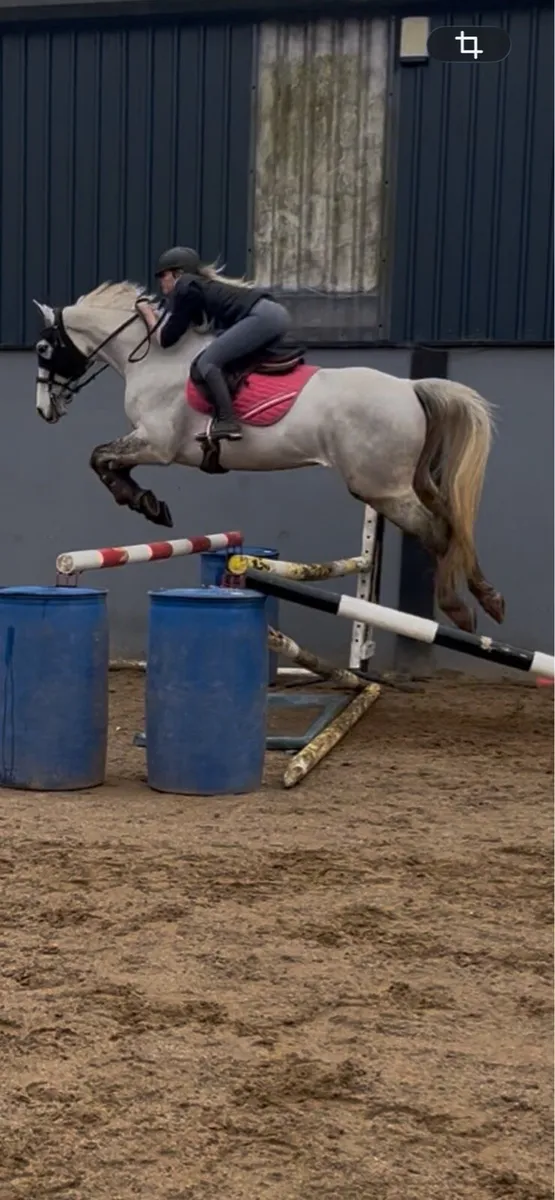 16.2 showjumping horse - Image 2