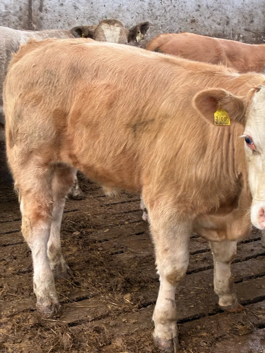 SUPER QUALITY CH BULLOCKS  380/390KG - Image 3