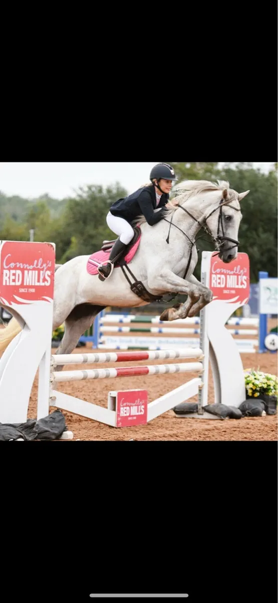 16.2 showjumping horse - Image 4